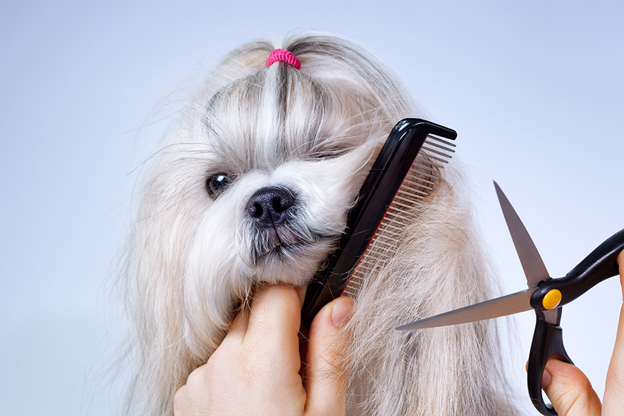 Pet Grooming Services - ideas for small business