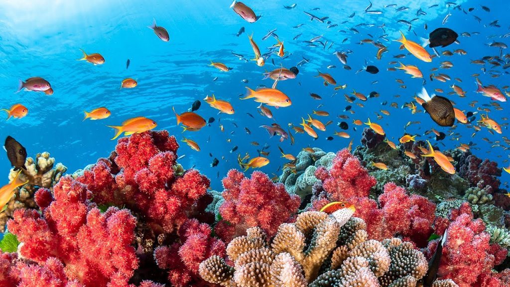 A 'Game-Changing' New Freezing Technique Developed by scientists May Save the Great Barrier Reef's Coral