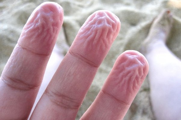 Water-Wrinkled Fingertips Have Some Unexpected Advantages