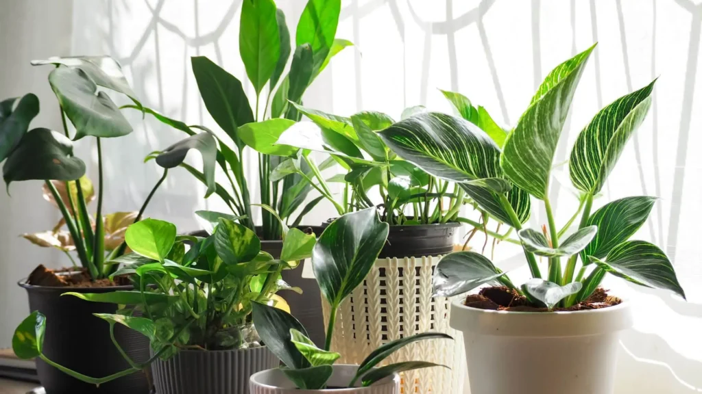 Bioengineered Houseplants Eliminate Indoor air Pollution for $119