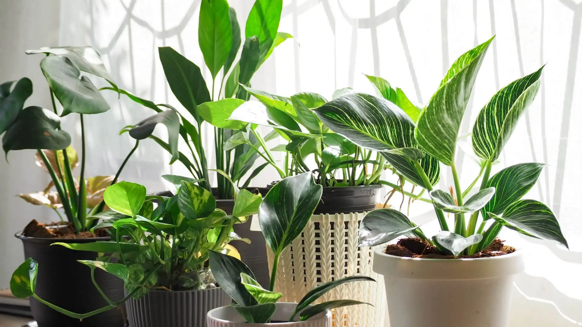 Bioengineered Houseplant Eliminates Indoor air Pollution for $119 - 103 ...